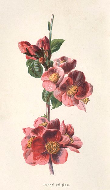 Japan Quince, 1895