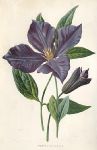 Purple Clematis, 1895