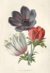 Poppy Anemone, 1895