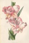 Gladiolus, 1895