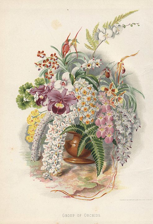 Group of Orchids, 1892