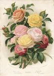 Roses, 1892