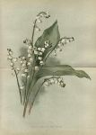 Lily of the Valley (Fortin's), 1892