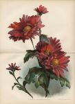 A Single Chrysanthemum, 1892