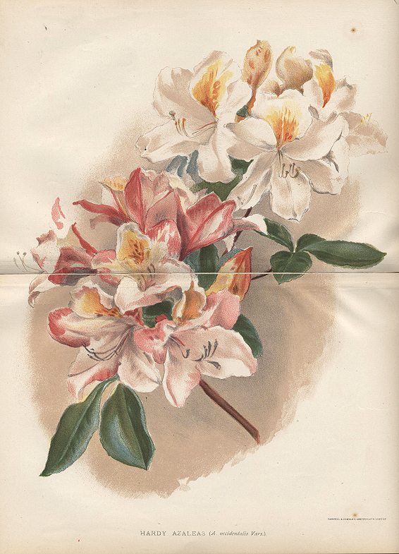 Hardy Azaleas, 1892