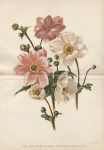 Pink and White Japanese Anemones, 1892