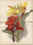 Stove herbaceous perennials, 1892