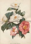 Group of Single Camellias, 1892