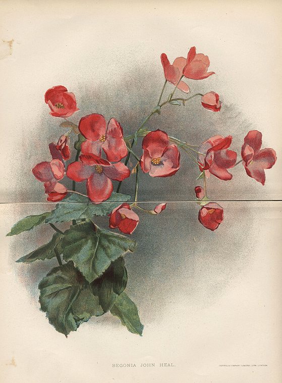 Begonia John Heal, 1892