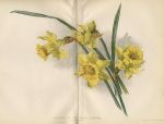 Flowers of the Tenby Daffodil, 1892