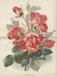 Therese Roses, 1892