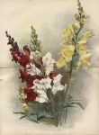 Group of Snapdragons, 1892