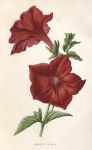 Crimson Petunia, 1895