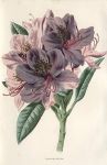 Rhododendron, 1895