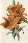 Orange Lily, 1895