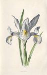 Spanish Iris, 1895