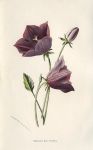 Turbinate Bell-Flower, 1895