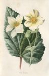 White Begonia, 1895