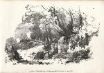 Old trees and rocks, stone lithograph by J.D.Harding, 1827
