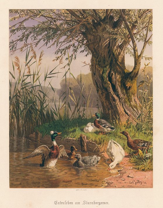 Entenleben am Starnbergersee, (ducks), 1876