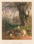 Entenleben am Starnbergersee, (ducks), 1876