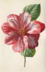 Camellia, 1895