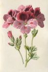 Pelargonium, 1895