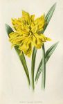 Double Trumpet Daffodil, 1895