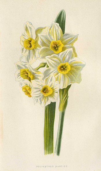 Polyanthus Narciss, 1895