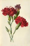 Clove Carnation, 1895