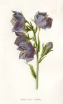 Broad Bell Flower, 1895