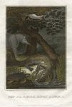 America, alligator, turtle, tapir, skunk, 1807