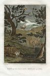 Asia, tiger, camel, kangaroo, toucan, stag, 1807