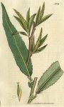Bedford Willow (Salix Russelliana), Sowerby, 1807