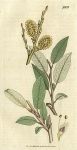 Downy Mountain Willow (Salix arenaria), Sowerby, 1807