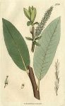 Shining Dark-green Willow (Salix bicolor), Sowerby, 1807