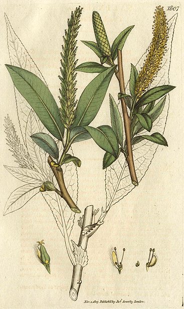Crack Willow (Salix fragilis), Sowerby, 1807