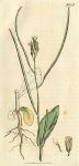 Hare's-ear Cabbage (Brassica orientalis), Sowerby, 1807