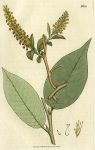 Sweet, or Bay-leaved Willow (Salix pentandra), Sowerby, 1807