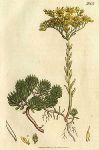 Forsterian Stonecrop (Sedum Forsterianum), Sowerby, 1807