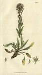 Hairy Mithridate Mustard (Thlaspi hirtum), Sowerby, 1807