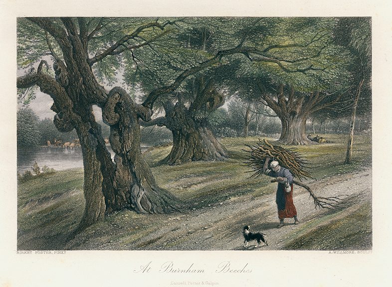 Buckinghamshire, Burnham Beeches, 1875