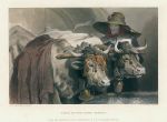 Oxen at the Tank (Geneva), after Landseer, 1878