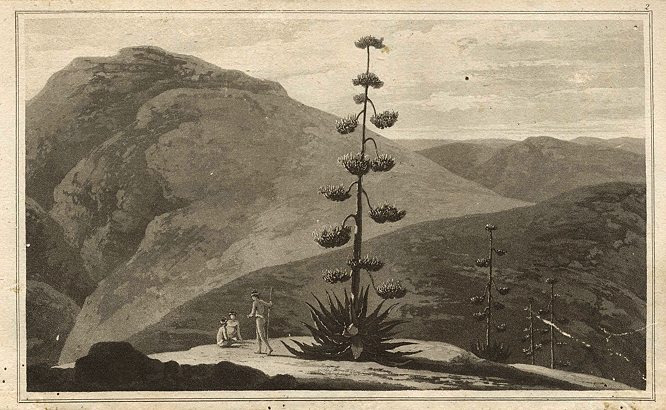 Aloe plant, William Daniell, 1807