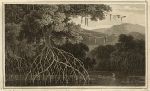 Mangrove plant, William Daniell, 1807