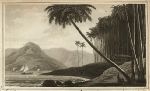 Coconut tree, William Daniell, 1807