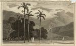 Betel Tree, William Daniell, 1807