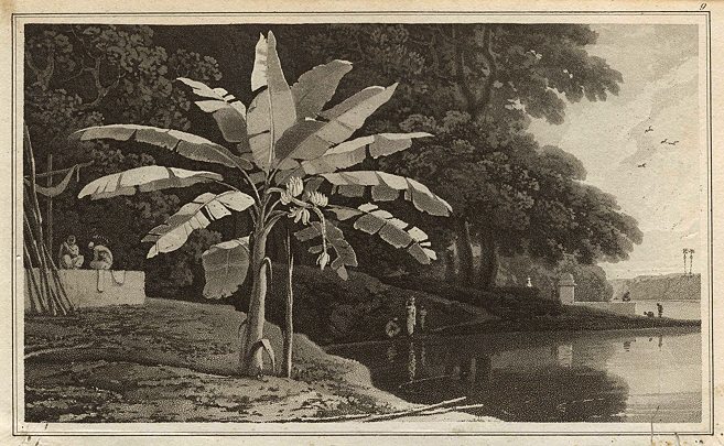 Banana Tree, William Daniell, 1807