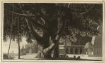 Banyan Tree, William Daniell, 1807