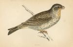 Bunting, Morris Birds, 1862